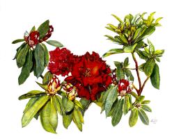 Rhododendron Red Jack
