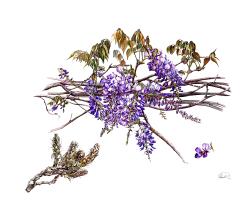 Wisteria 