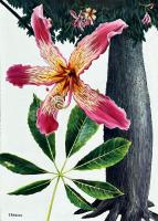 Silk Floss Tree