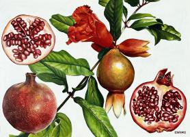 Pomegranates