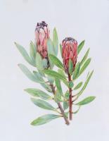 Protea neriifolia