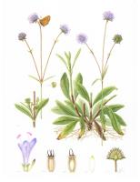 Succisa pratensis