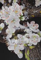 Hawthorn