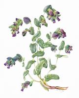 Cerinthe