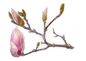 Magnolia Sprite
