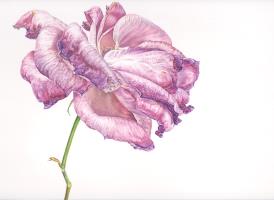 Fading Rose