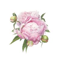 Peonies
