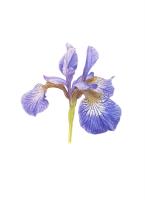 Siberian Iris