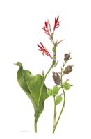 Canna indica