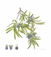Illawarra Plum, Podocarpus elatus