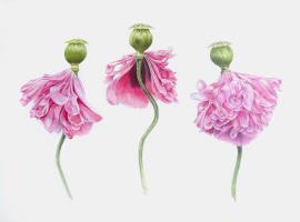 Dancing Poppies 