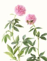 Peony 'Sarah Bernhardt'