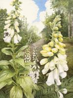 Munstead Wood Foxgloves