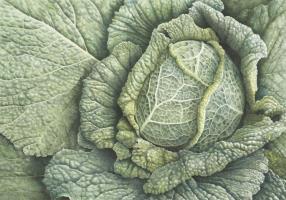 Cabbage