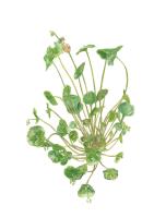 Hidden in plain sight ... Claytonia perfoliata