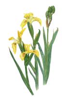 First Lady of the meadow, Iris pseudacorus