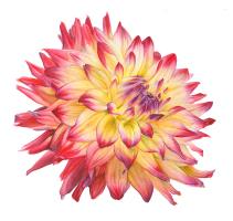 Barnsdale Dahlia