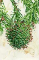 Wollemia Pine 