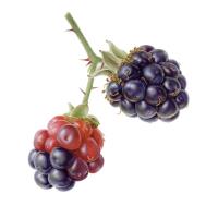 Gift from the hedgerow