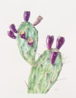 Opuntia ficus-indica, Sabr, Prickly Pear