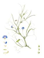 Lathyrus sativus 