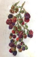 Blackberries