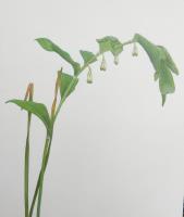 Solomon's seal