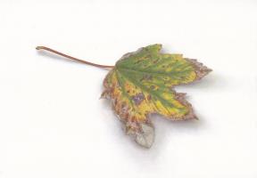Sycamore leaf