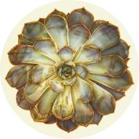 Echeveria 'Perle von Nuernberg' (Leaves 55)