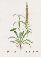 Digitalis parviflora