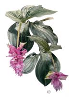 Medinilla magnifica