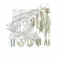 Fern House, University of Cambridge Botanic Garden