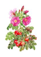 Rugosa rose