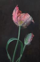 Rembrandt tulips