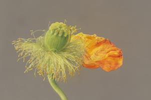 Poppy