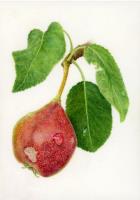 Parker Pear