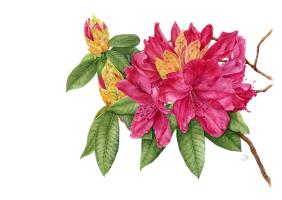 Pink Rhododendron