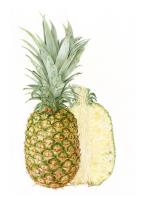 Pineapple Study