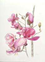 Magnolia x soulangeana