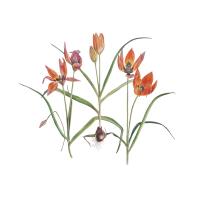 Tulipa orphanidea (Whittallii Group) 'Major'