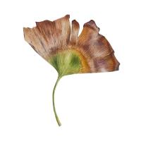 'Sunnymead Drive October 2025' (Ginkgo Biloba)