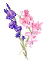 Gladioluses