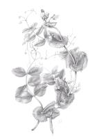 Abundance 