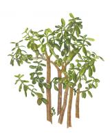 A Gift of Jade