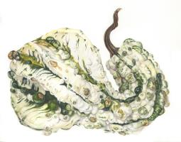 White Gourd