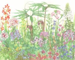 100 Wildflowers of Jeju Island, Korea - Spring