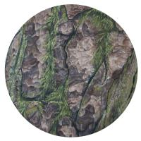 Scots pine and Hypnum 