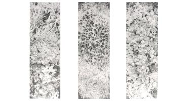 Lichen Identification - Slides (Triptych)