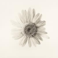 Supernova - Leucanthemum vulgare