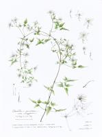 Clematis parviloba subsp. shengzhenii